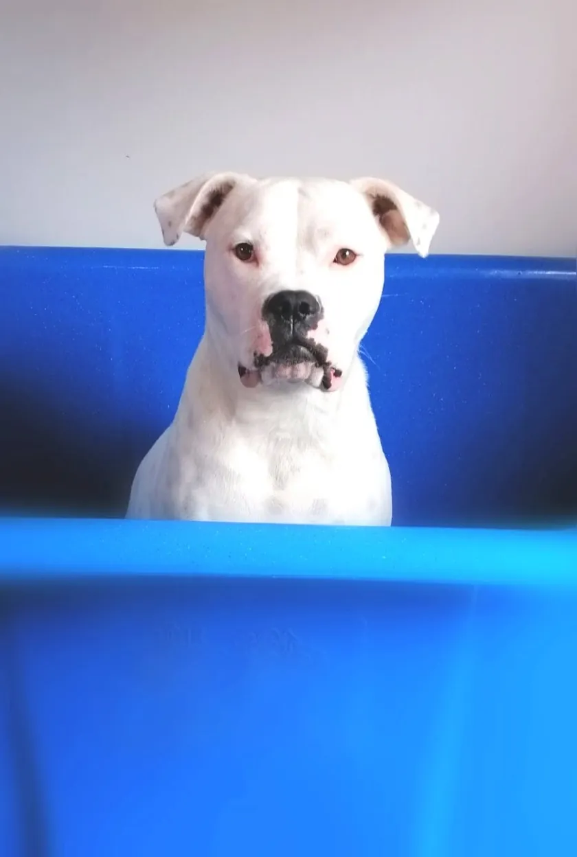 A white dog with brown-tipped ears sitting calmly in a bright blue grooming bath, looking at the camera